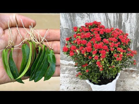 Nhân Giống Cây Hoa Mẫu Đơn Bằng Lá | Plant Ixora Coccinea From Leaves | Cây  Cối, Mẫu Đơn, Hoa Mẫu Đơn